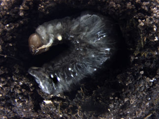 larva in brood ball by Daniel Schwab, Mozcek Lab