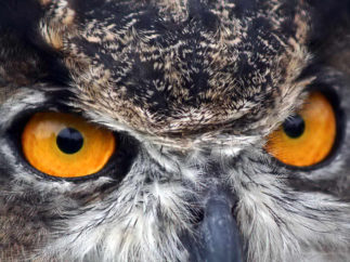 eyes of the great horned owl