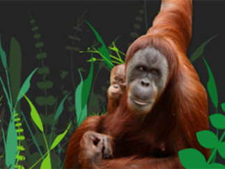 PSGB orangutan