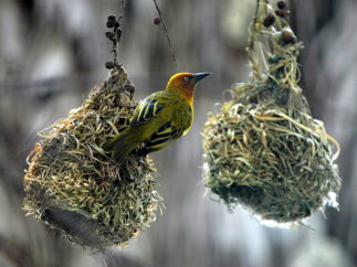 bird with nest