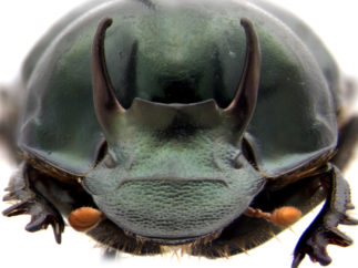Onthophagus australis