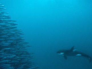 killer whale watching a school of fish