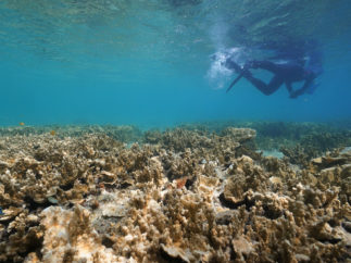 coral reef with diver