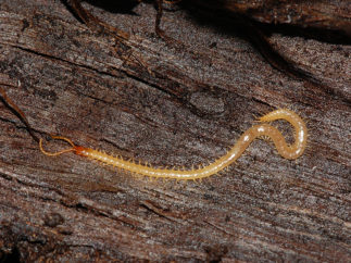 centipede on wood