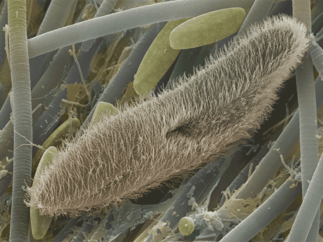 scanning electron micrograph of a paramecium cell