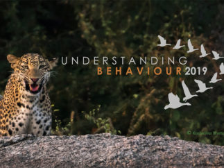 tiger image with Understanding Behaviour 2019 logo superimposed