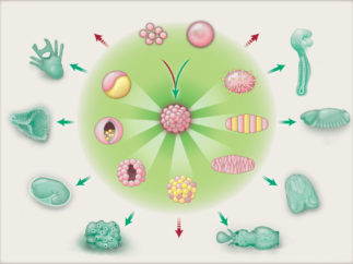 stylized representation of embryogenesis across different lineages