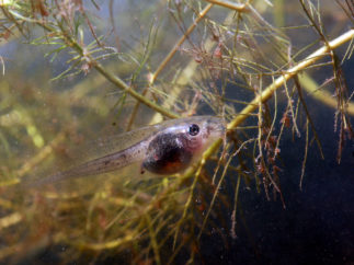 Pelobates cultripes tadpole