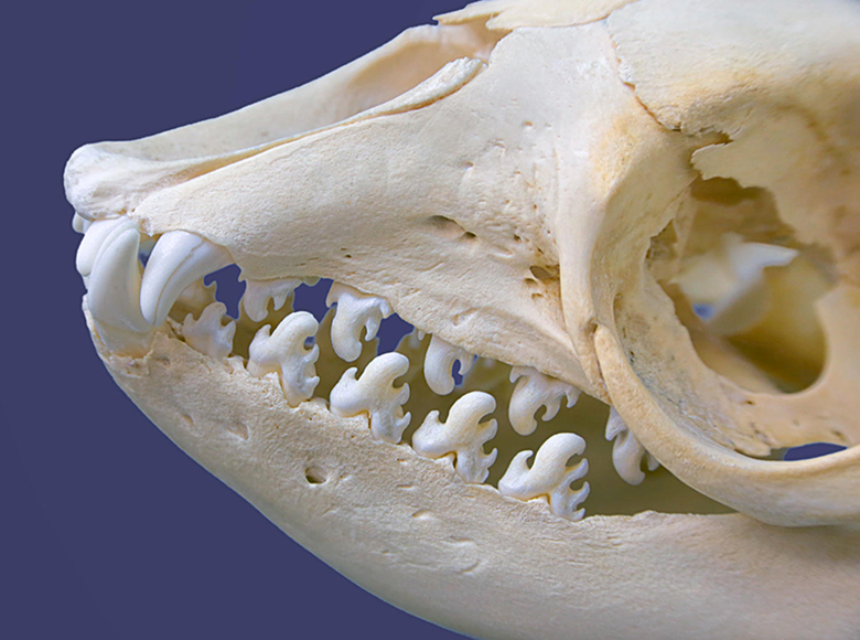 Skull of a crabeater seal