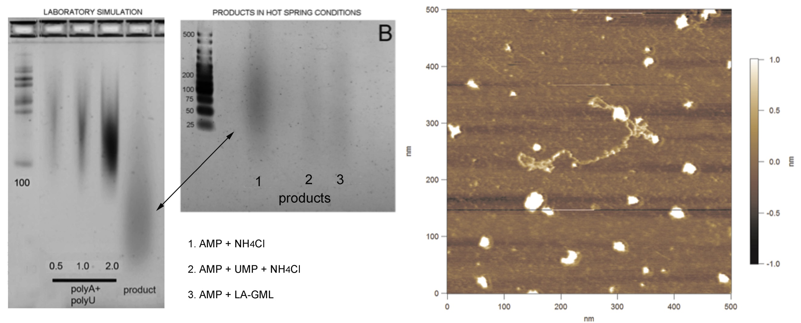gel electrophoresis and atomic force microscopy images