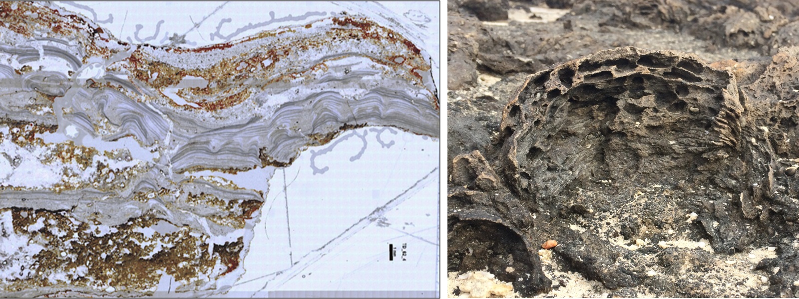micrograph and photograph of stromatolites