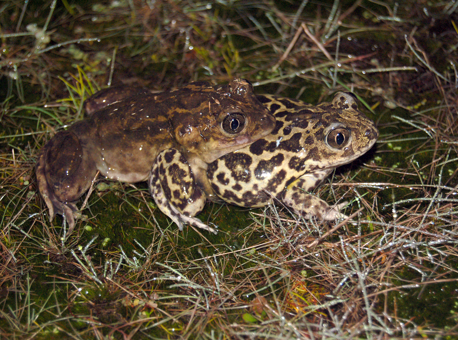 Pair of Pelobates toads