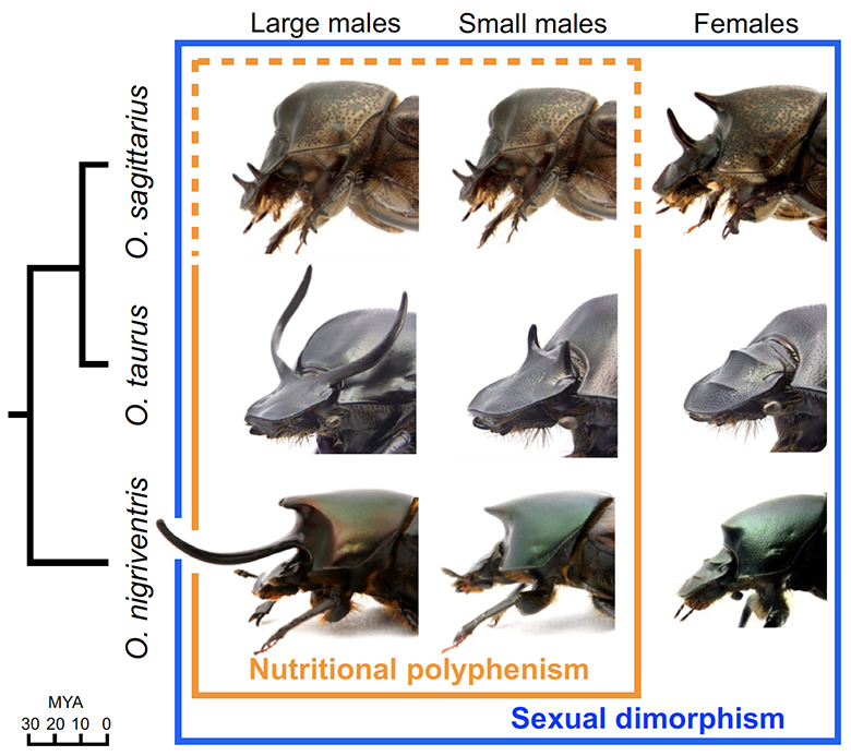 Morphological diversity among Onthophagus beetle species