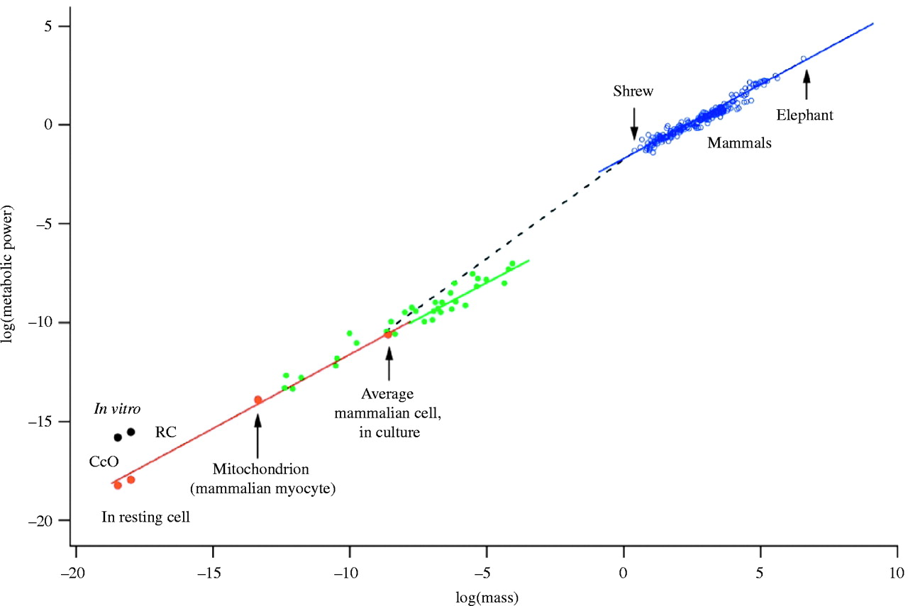 graph showing scaling law between metabolic rate and body mass