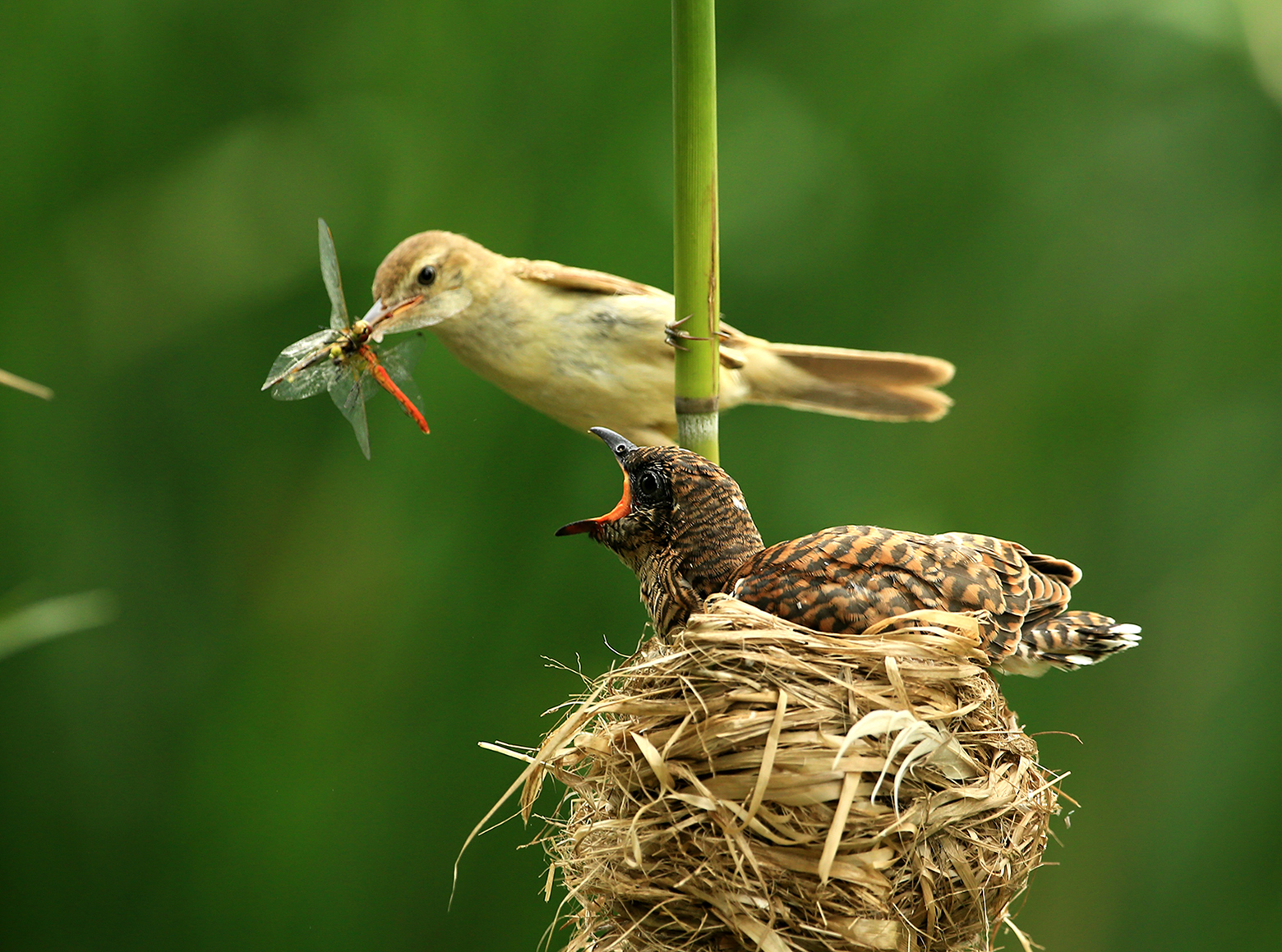 reed warbler feeding a cuckoo chick in the nest