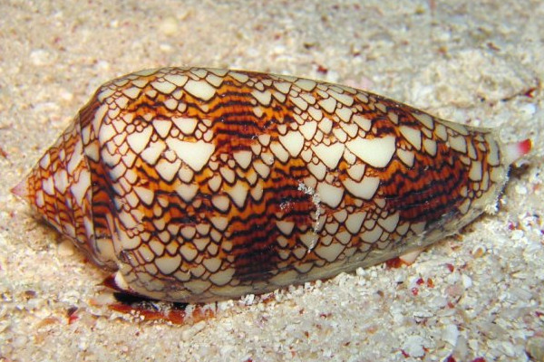This is a photo of a seashell with patterns similar to that of a cellular autonoma model