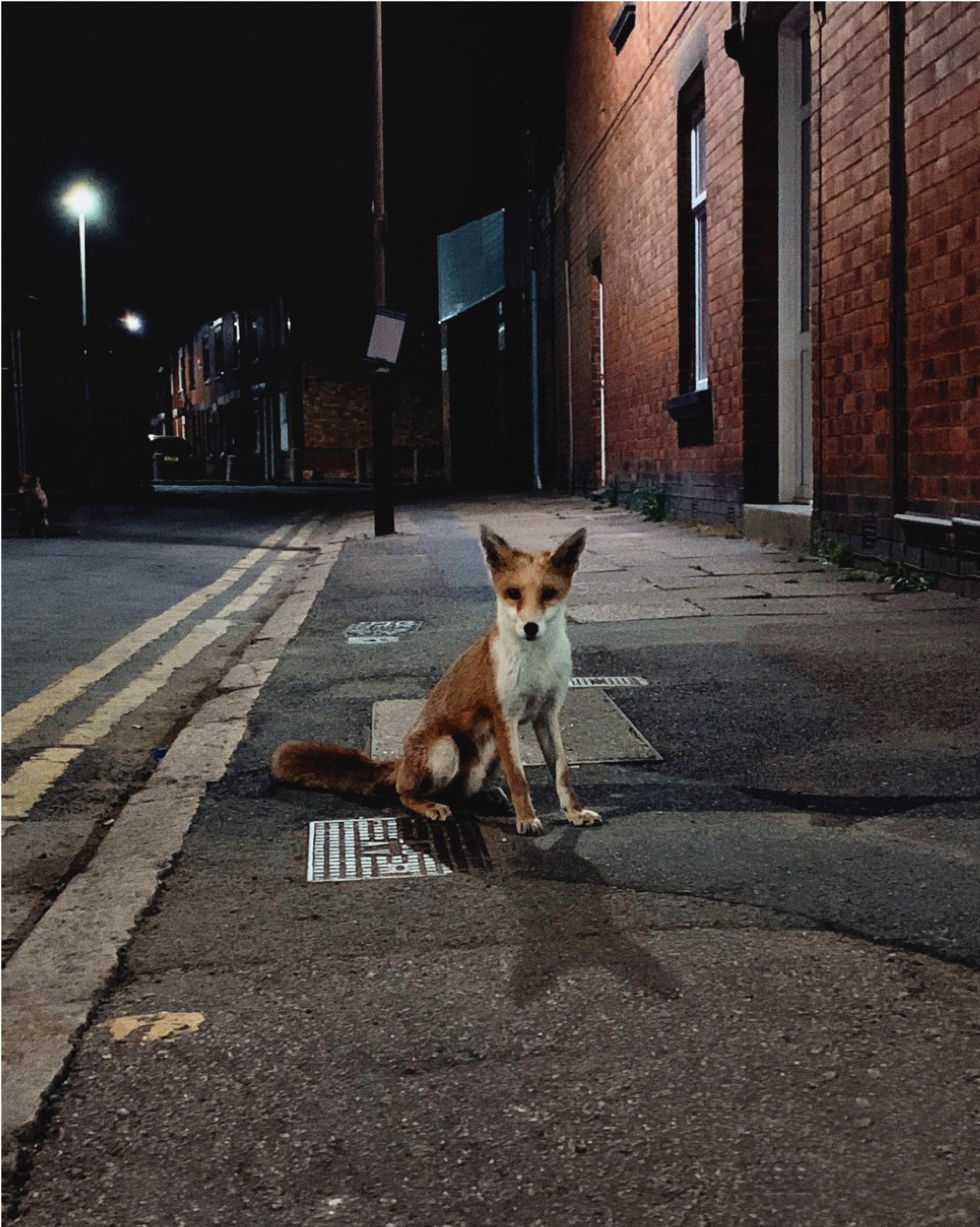 Photo of a red fox in an urban setting