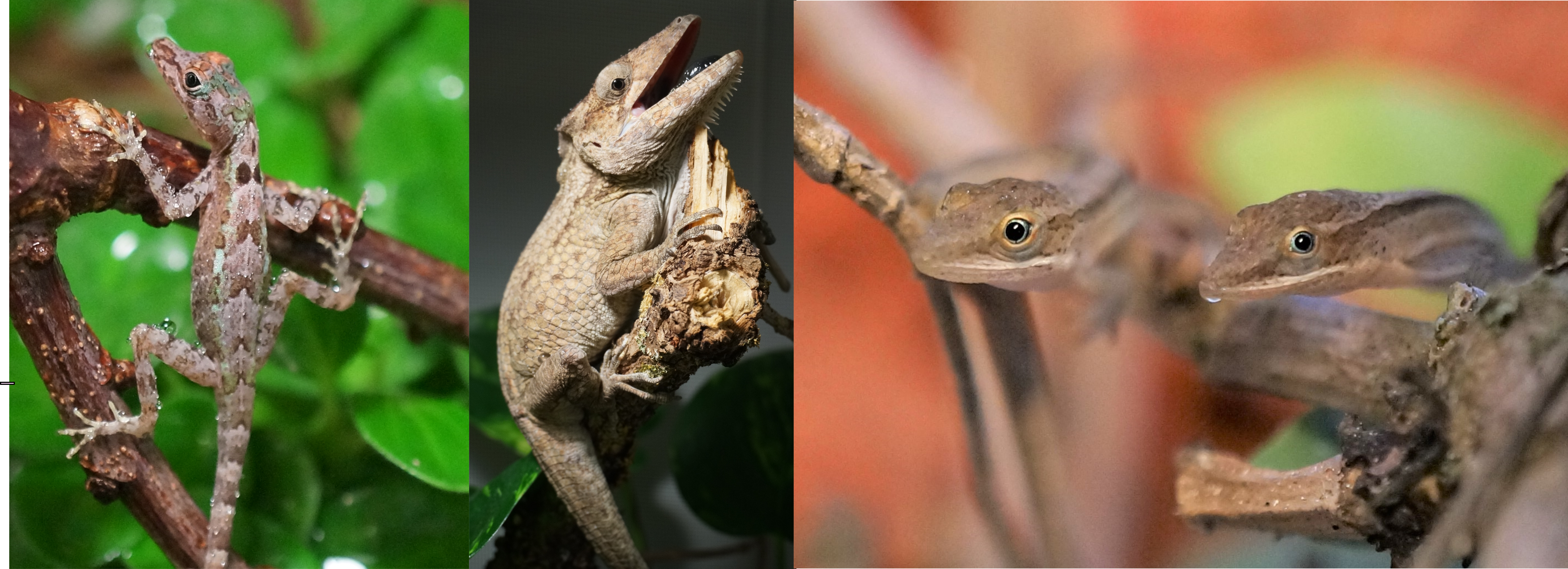 From left to right, Anolis christophei, Anolis porcus and Anolis rejectus
